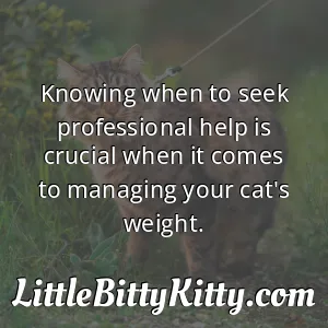 Knowing when to seek professional help is crucial when it comes to managing your cat's weight.