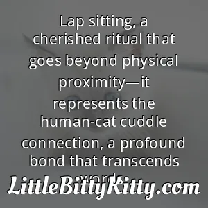 Lap sitting, a cherished ritual that goes beyond physical proximity—it represents the human-cat cuddle connection, a profound bond that transcends words.
