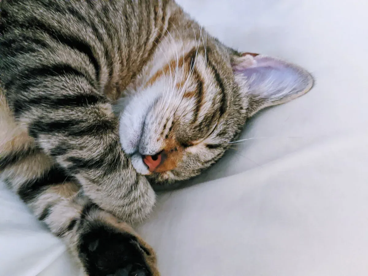 Lemon Juice Application On Cats: Is It Safe Or Harmful?