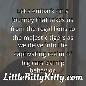 Let's embark on a journey that takes us from the regal lions to the majestic tigers as we delve into the captivating realm of big cats' catnip behavior.