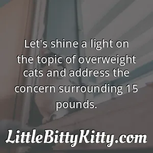 Let's shine a light on the topic of overweight cats and address the concern surrounding 15 pounds.