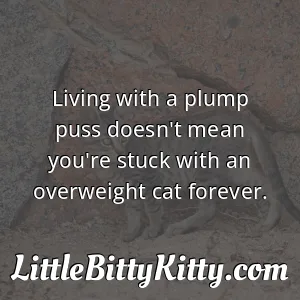 Living with a plump puss doesn't mean you're stuck with an overweight cat forever.