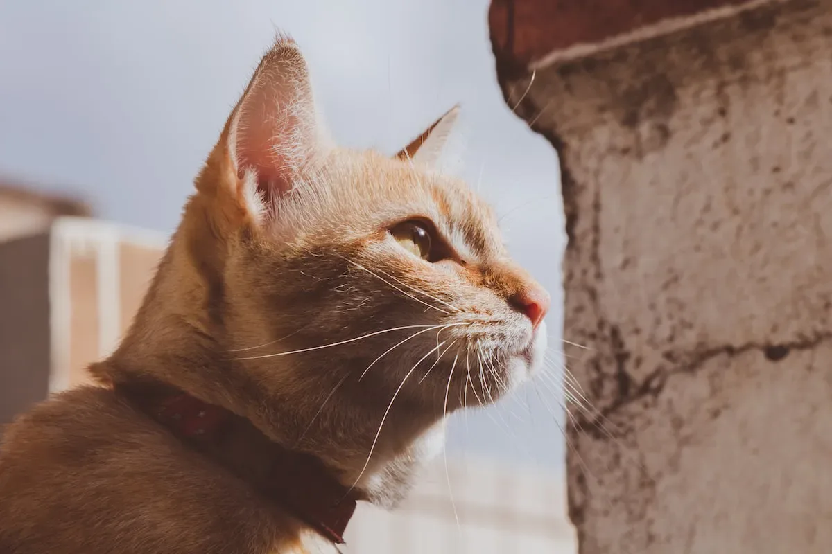 Maintaining Your Cat'S Nail Health: Tips And Tricks With Human Clippers