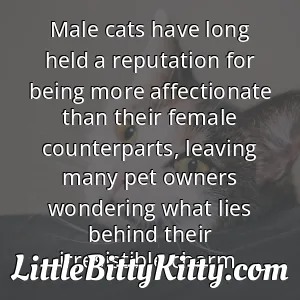 Male cats have long held a reputation for being more affectionate than their female counterparts, leaving many pet owners wondering what lies behind their irresistible charm.
