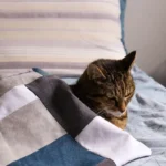 Measuring the Feline Delight: How Many Mice Do Cats Devour Daily?