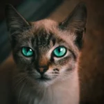 Meow and Gifts: Decoding Cats' Vocal Presents