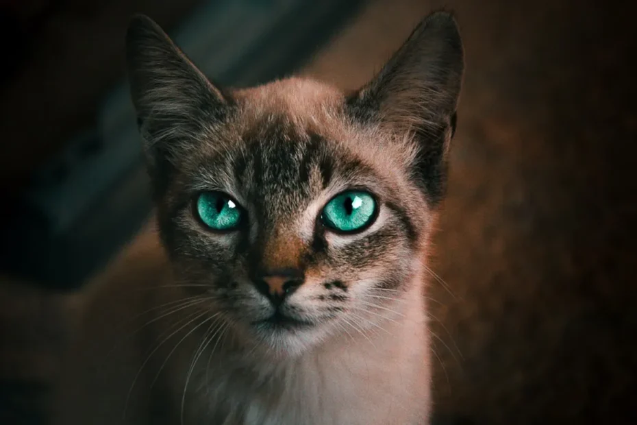 Meow and Gifts: Decoding Cats' Vocal Presents
