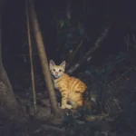 Meow at Midnight: The Fascinating Enigma of Cats Saying Hello at Night