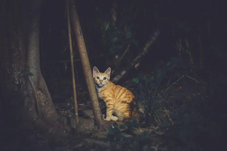 Meow at Midnight: The Fascinating Enigma of Cats Saying Hello at Night