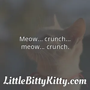 Meow... crunch... meow... crunch.