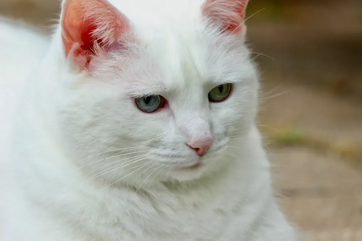 Mixing Laxatone And Cat Food: An Unconventional Approach To Digestive Health