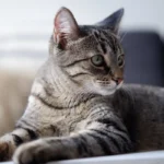 Nail Neglect: Unveiling the Consequences of Ignoring Your Cat's Claws