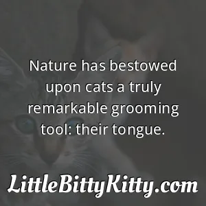 Nature has bestowed upon cats a truly remarkable grooming tool: their tongue.