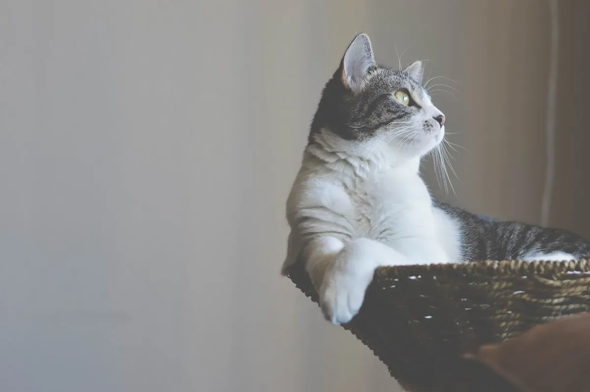 Nighttime Antics: Shedding Light On The Peculiar Habits Of Cats Who Can'T Resist Stepping On You While You Sleep