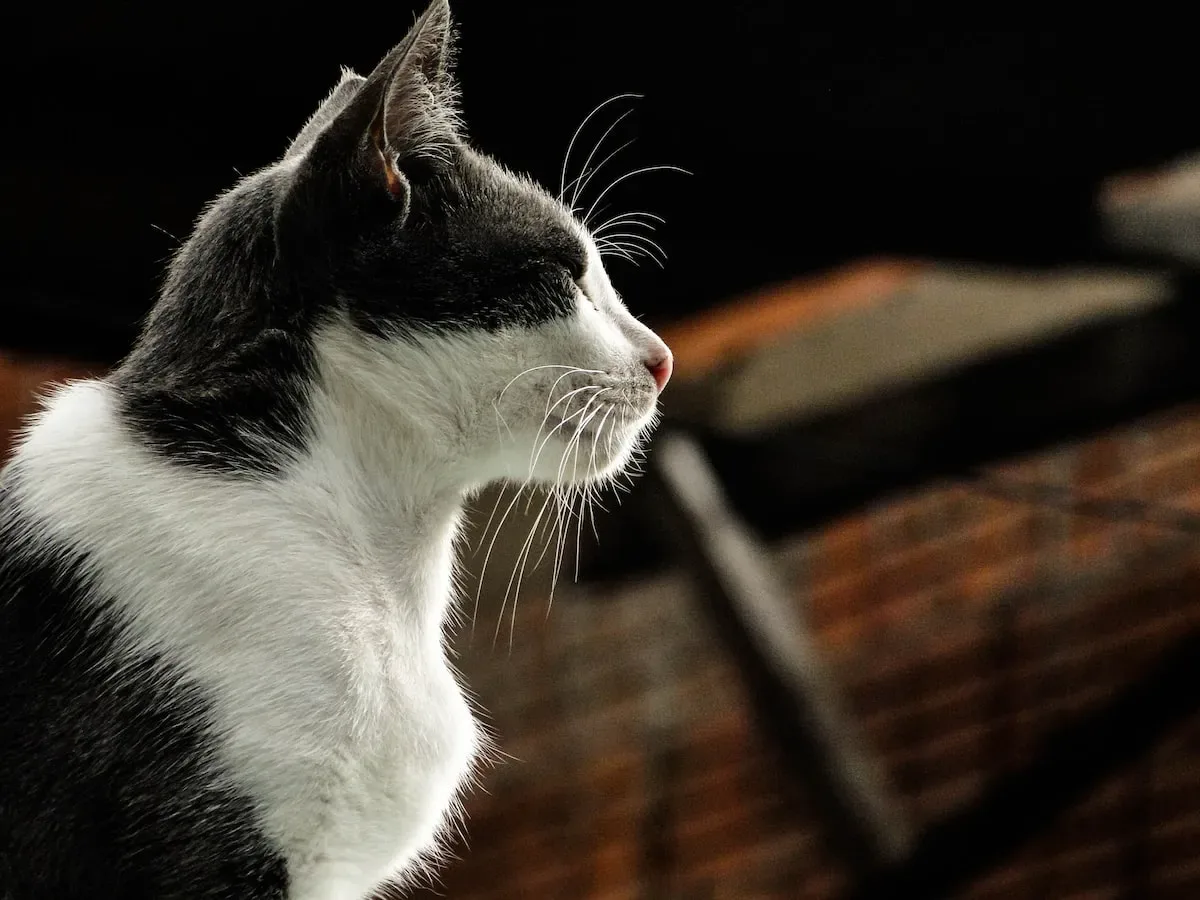 Paw-Sitive Nighttime Habits: The Role Of Communication In Cat Socialization