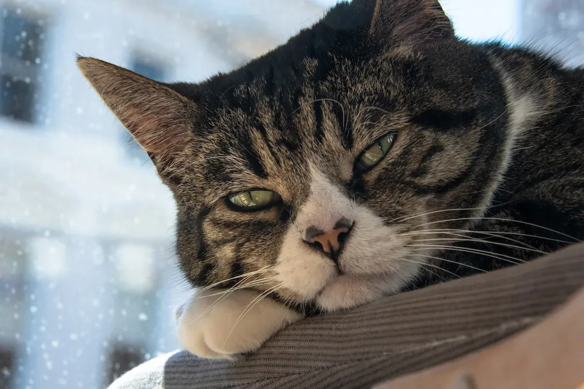 Paw-Some Personal Space Invasion: Cats Claiming Ownership With Their Paws