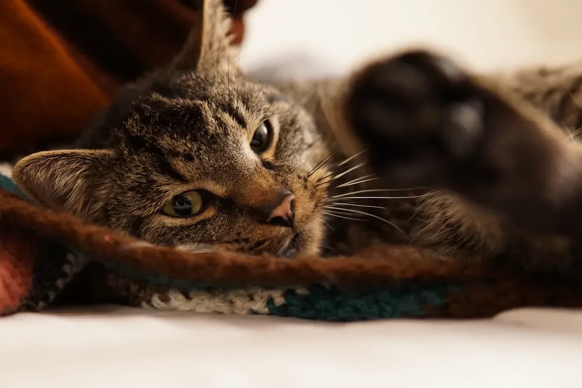 Paws-Itive Connections: Understanding The Significance Of Cats Bumping Heads