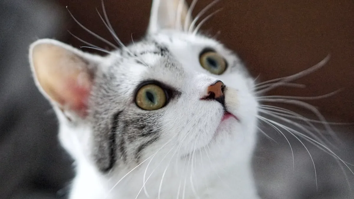 Paws Off! Understanding The Instinctual Behavior Behind Your Cat'S Food Snatching