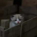 Paws-atively Picky: Do Cats Get Bored with Their Food?