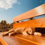 Paws in Action: Decoding Why Cats Love to Swipe!