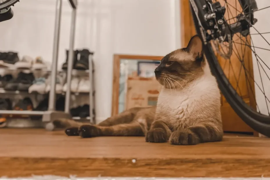 Paws in a Cozy Pose: The Secret Behind Cats' Front Paw Tucking