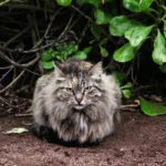 Paws on the Tiles: Deciphering Your Cat's Floor-Scratching Mystery