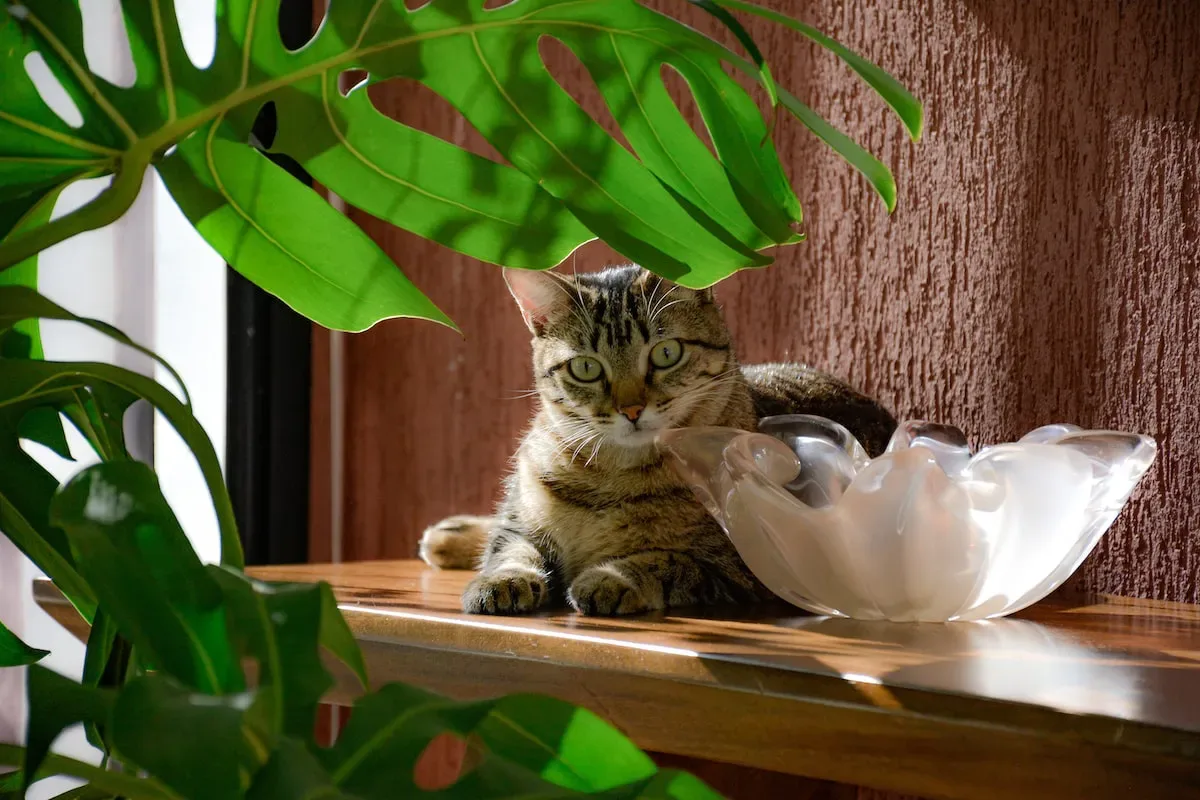 Pawsitively Refreshing: Understanding Cats' Watermelon Obsession
