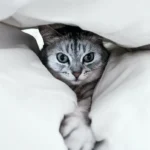 Pawsome Peculiarity: Why Cats Watch You Pee