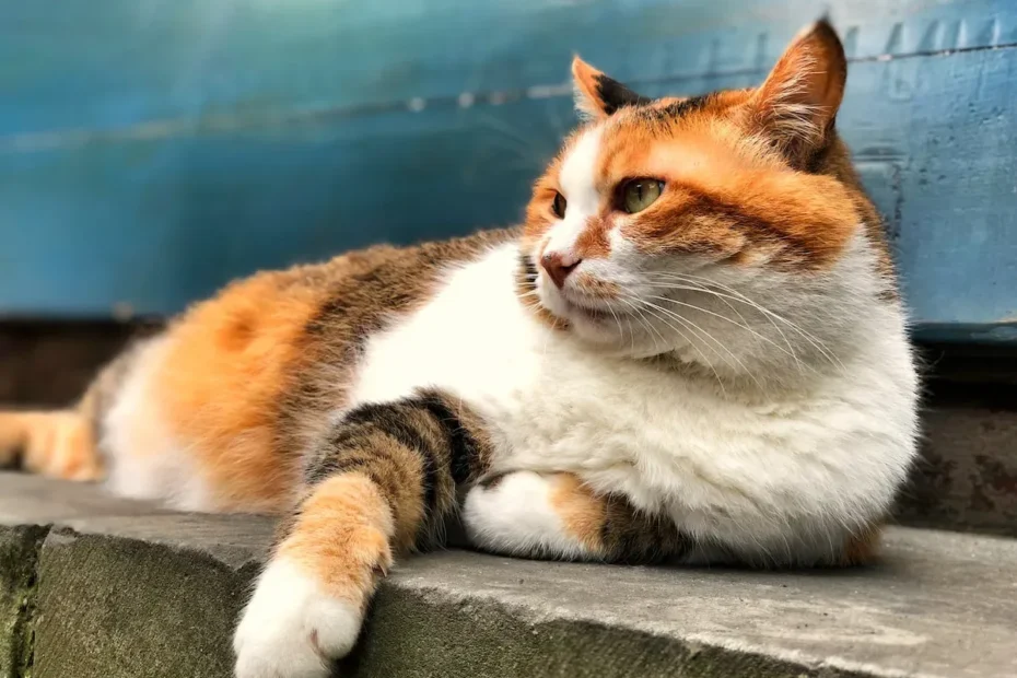 Pawsome Ponderings: Why Do Cats Wait Outside the Bathroom?