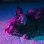 Pawsome Secrets Unveiled: How Cats Trim Nails in the Wild