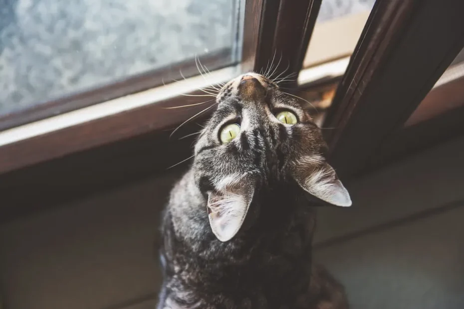 Pee-Proofing Your Leather Couch: Why Do Cats Choose It?