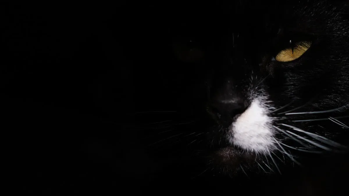 Peering Into The Feline Vision: Explaining The Blind Spot