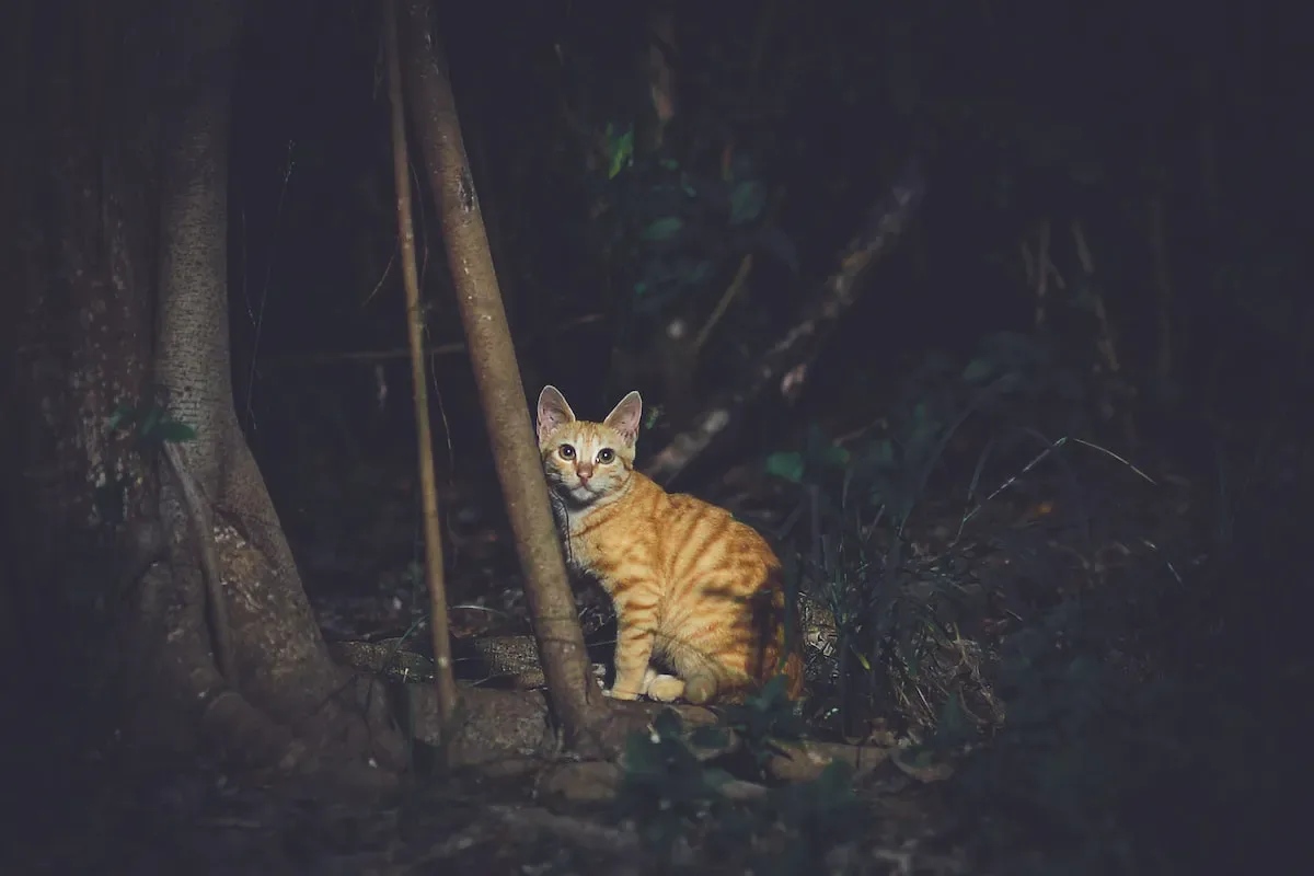 Peering Through The Keyhole: Unraveling The Mystery Behind Cats' Doorway Fascination