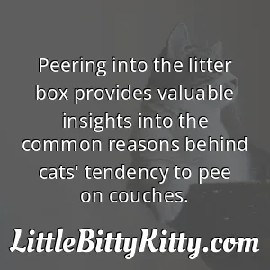 Peering into the litter box provides valuable insights into the common reasons behind cats' tendency to pee on couches.