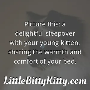Picture this: a delightful sleepover with your young kitten, sharing the warmth and comfort of your bed.