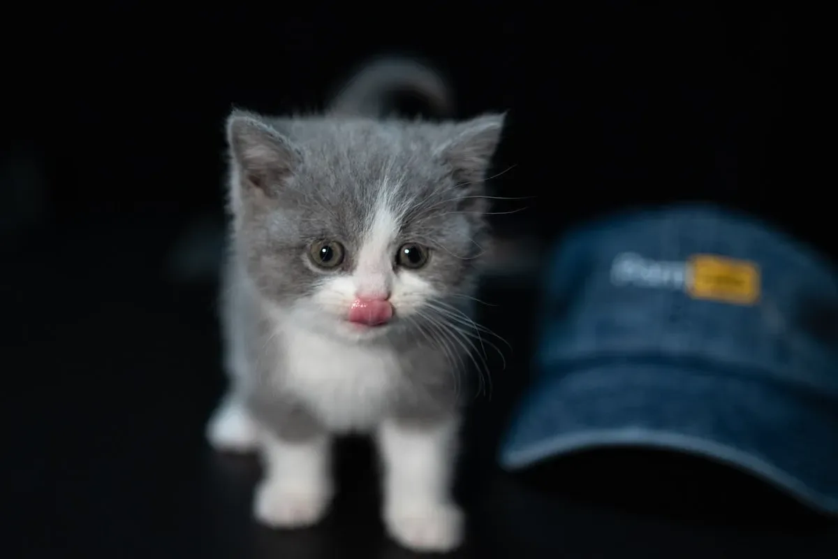 Potty Privacy Invasion: Unraveling The Secrets Of Cats' Watchful Eyes