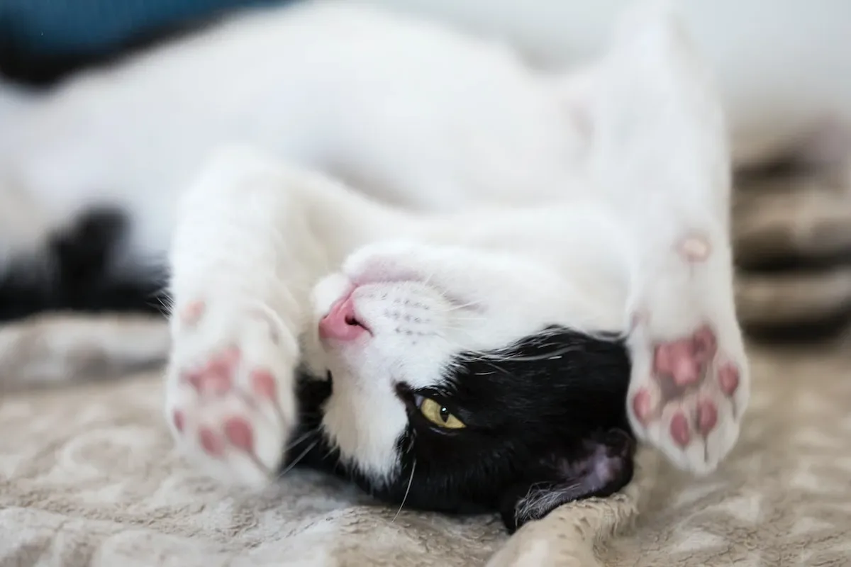Pouncing, Hunting, And Perfecting: How Cats' Hunting Behaviors Impact Nail Trimming