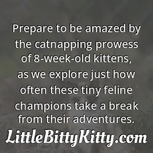 Prepare to be amazed by the catnapping prowess of 8-week-old kittens, as we explore just how often these tiny feline champions take a break from their adventures.