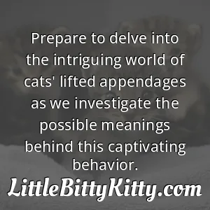 Prepare to delve into the intriguing world of cats' lifted appendages as we investigate the possible meanings behind this captivating behavior.