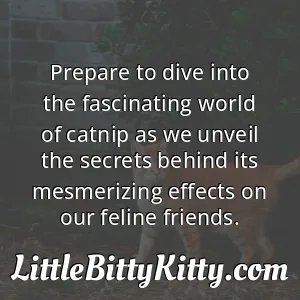 Prepare to dive into the fascinating world of catnip as we unveil the secrets behind its mesmerizing effects on our feline friends.