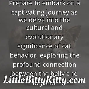 Prepare to embark on a captivating journey as we delve into the cultural and evolutionary significance of cat behavior, exploring the profound connection between the belly and beyond.