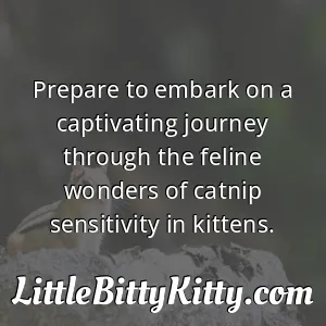 Prepare to embark on a captivating journey through the feline wonders of catnip sensitivity in kittens.