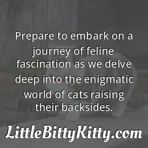 Prepare to embark on a journey of feline fascination as we delve deep into the enigmatic world of cats raising their backsides.