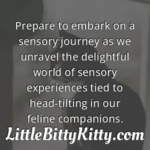 Prepare to embark on a sensory journey as we unravel the delightful world of sensory experiences tied to head-tilting in our feline companions.