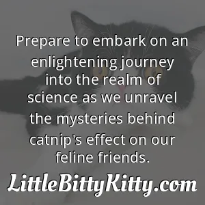 Prepare to embark on an enlightening journey into the realm of science as we unravel the mysteries behind catnip's effect on our feline friends.