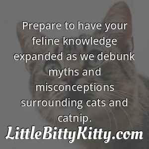 Prepare to have your feline knowledge expanded as we debunk myths and misconceptions surrounding cats and catnip.