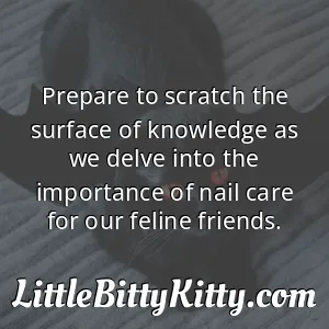 Prepare to scratch the surface of knowledge as we delve into the importance of nail care for our feline friends.