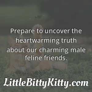 Prepare to uncover the heartwarming truth about our charming male feline friends.