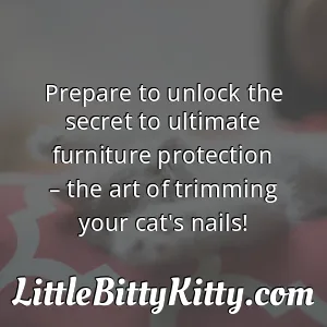Prepare to unlock the secret to ultimate furniture protection – the art of trimming your cat's nails!