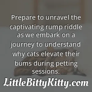 Prepare to unravel the captivating rump riddle as we embark on a journey to understand why cats elevate their bums during petting sessions.